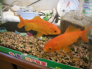 金魚
