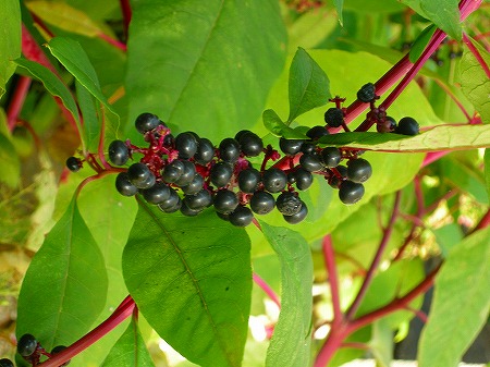 草花