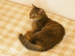 猫