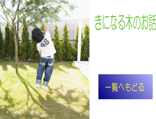 木の話