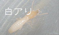 シロアリ工事
