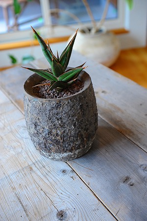 鉢植え